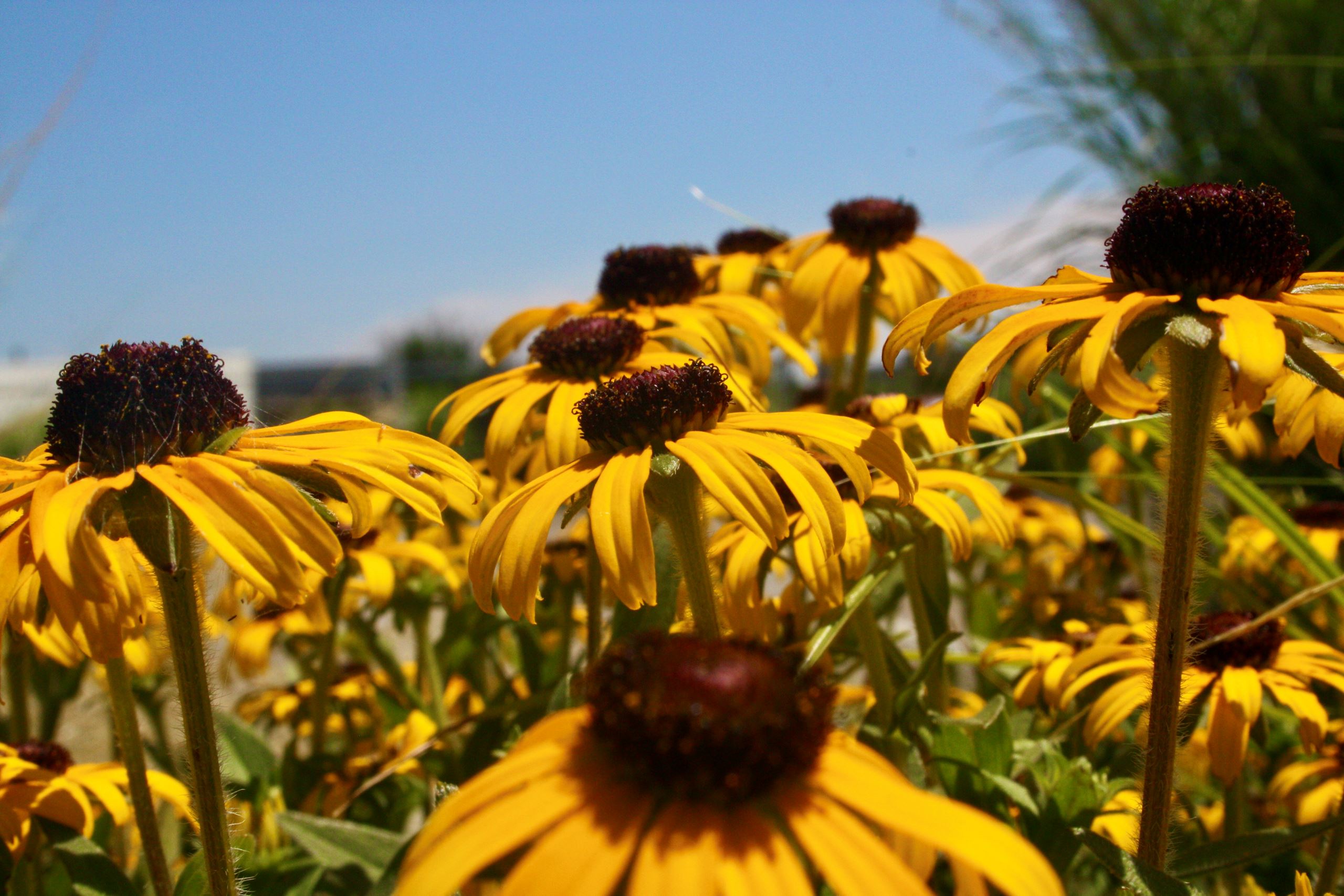 Sunflowers