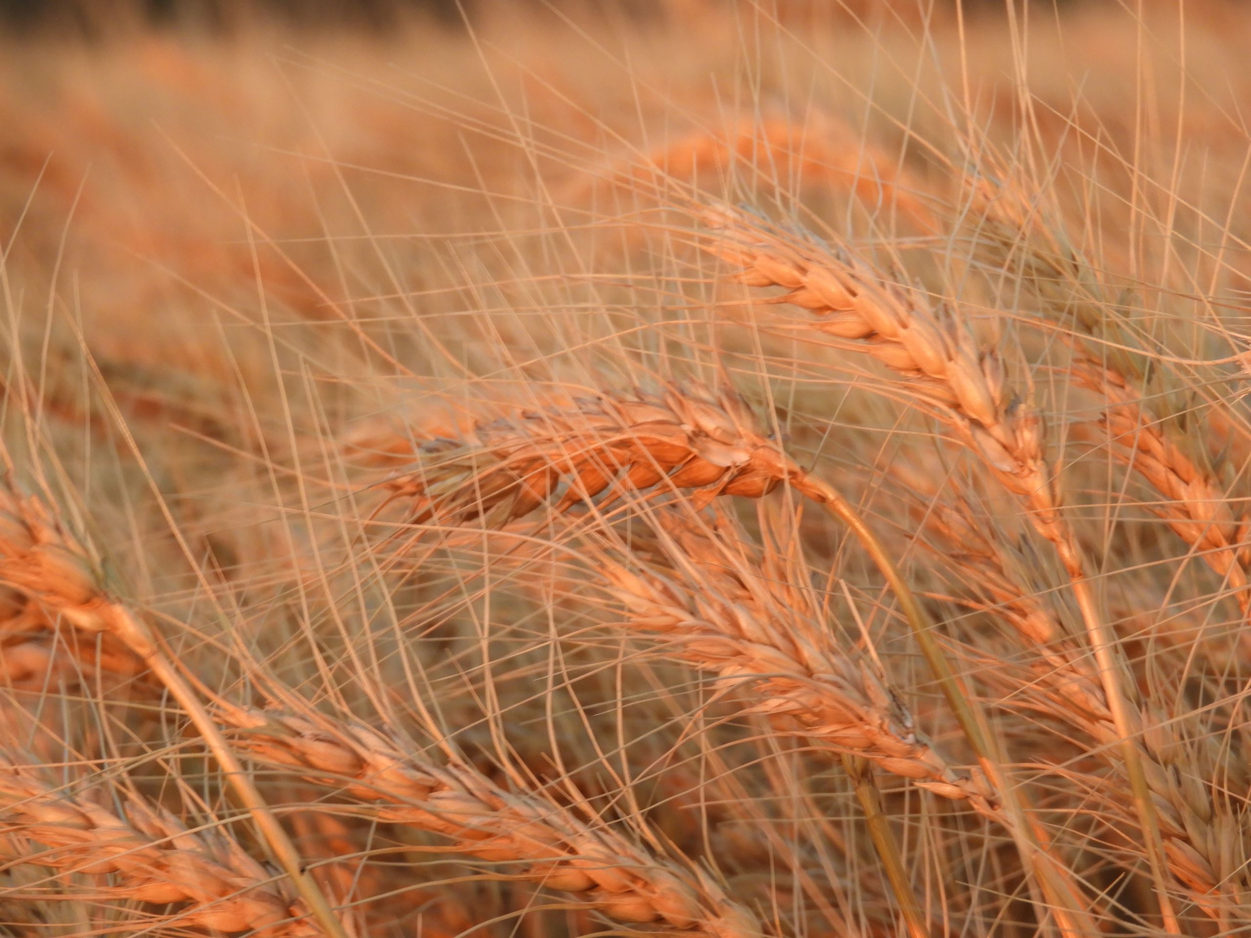 wheat