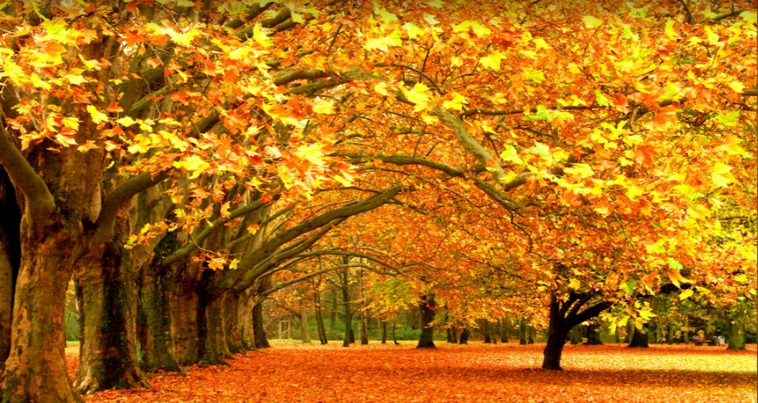 Fall