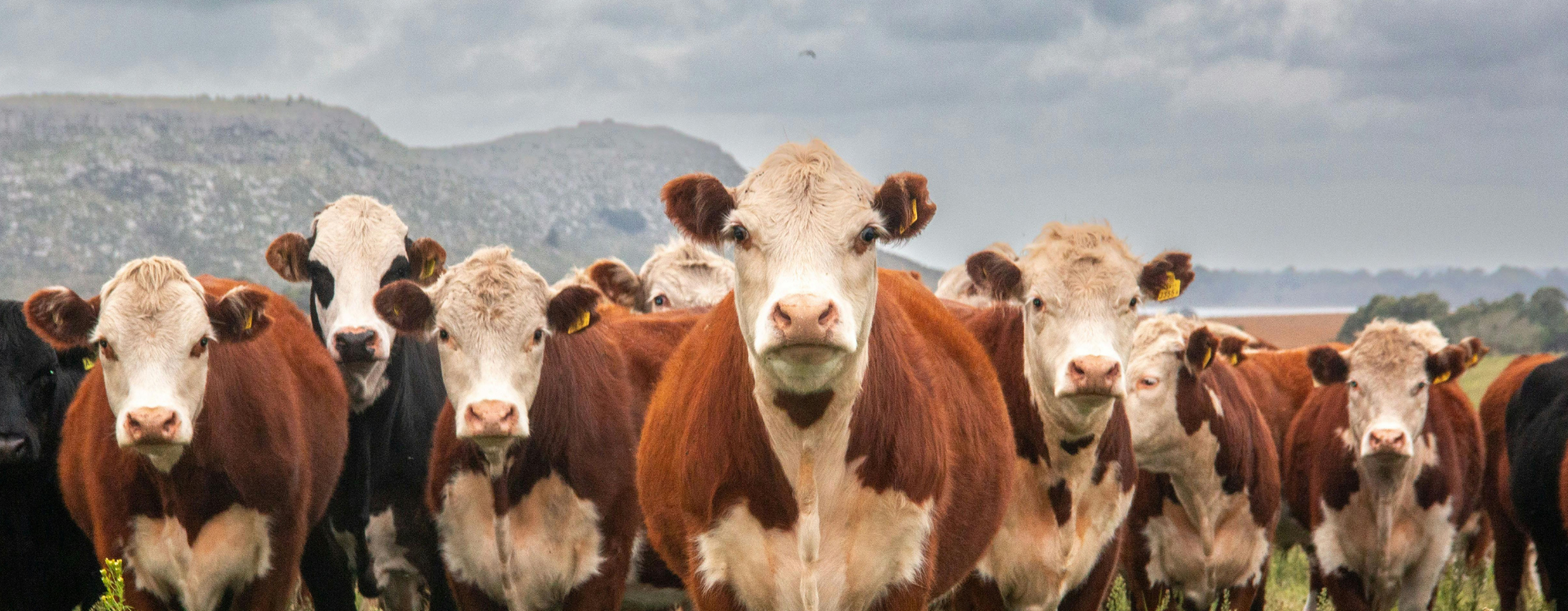 cows