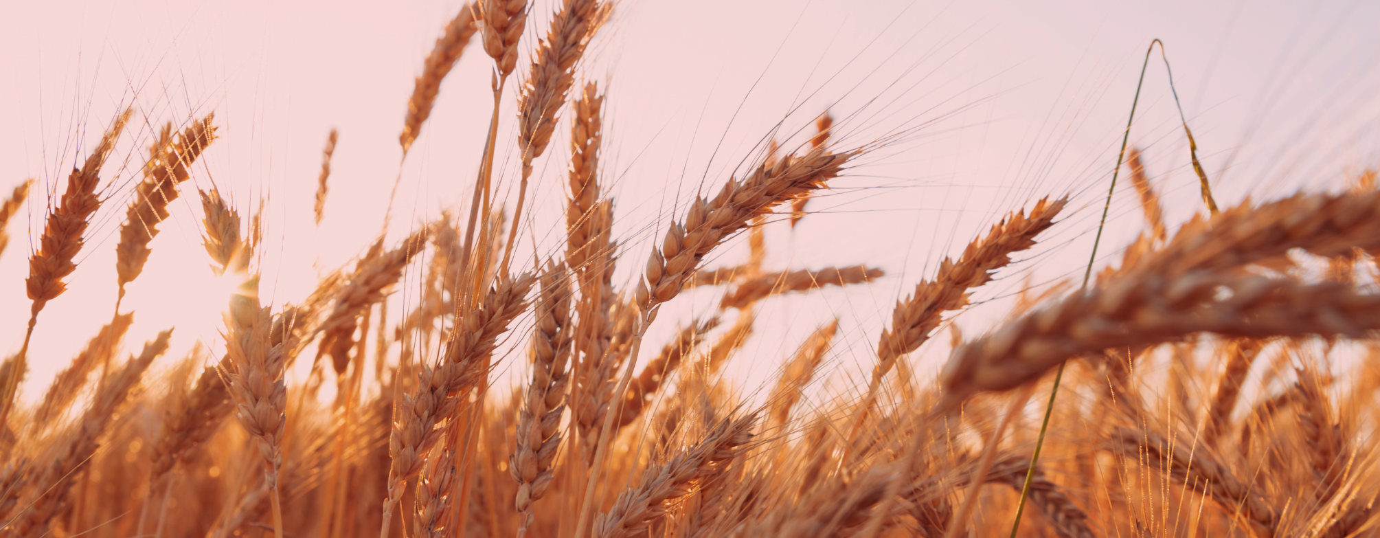 Wheat